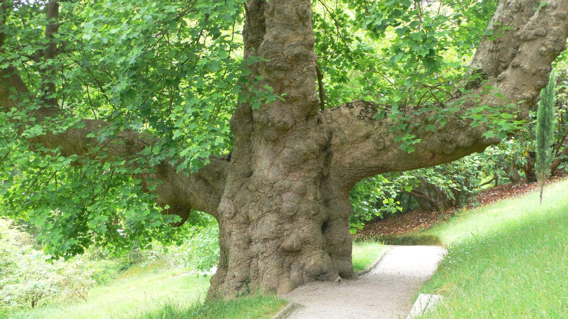 Multi-purpose Tree Surveys - OMC Associates